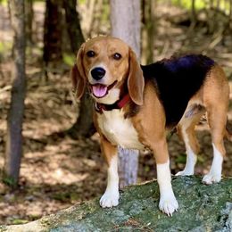 Beagles from Westwood Beagles