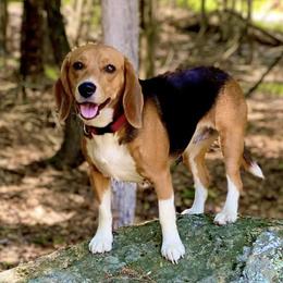 Beagles from Westwood Beagles
