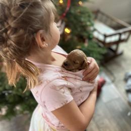 Goldendoodle Puppies from Hope Lane Kennels