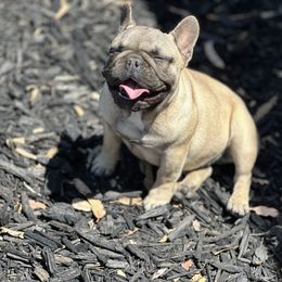 French Bulldog Puppies from Tribe of Judah Kennel