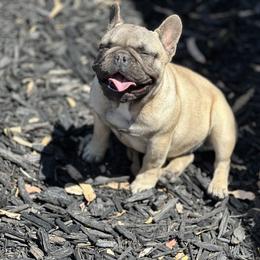 French Bulldog Puppies from Tribe of Judah Kennel