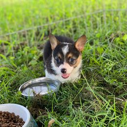 Pembroke Welsh Corgi Puppies from K&S Quality Pembroke Welsh Corgi’s