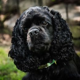 Molly - Cocker Spaniel