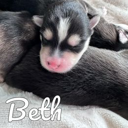 Pomsky Puppies from Proper Rose Pomskies