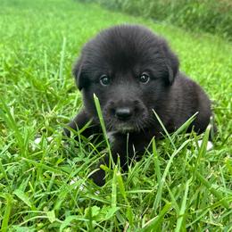 Girl 5 Scout orange collar - Black female Anatolian Pyrenees puppy in Clifton, Illinois from Mcginnis Guardian Dogs