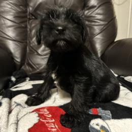 Opal - Black female Miniature Schnauzer puppy in Winterville, Georgia from Patty’s Little Pups