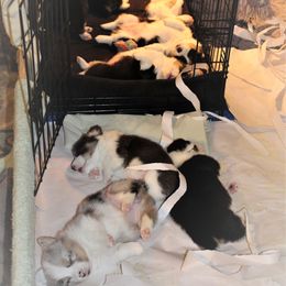 American Corgi Puppies from Southern Tastes American Corgis