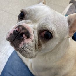 French Bulldogs from Bridgett’s Country K-9’s