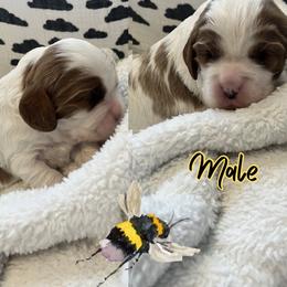 Boy 2 - Blenheim male Cavalier King Charles Spaniel puppy in Idaho City, Idaho from Whispering Pines Cavaliers