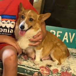 Sadie - Pembroke Welsh Corgi