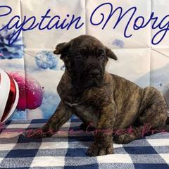 Captain Morgan - Tiger male Perro de Presa Canario puppy in Horizon, Texas from Mesquite Creek Kennels
