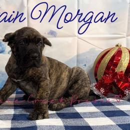 Captain Morgan - Tiger male Perro de Presa Canario puppy in Horizon, Texas from Mesquite Creek Kennels