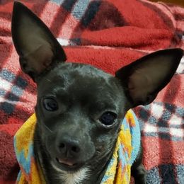 Kingston - Chihuahua