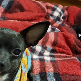 Kingston - Chihuahua