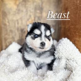 Breast - Black and white male Pomsky puppy in Grass Valley, California from Karalot Pomskies