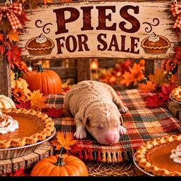Pumpkin - Apricot female Goldendoodle puppy in Cherry Tree, Pennsylvania from Plum Creek Acres Next Generation