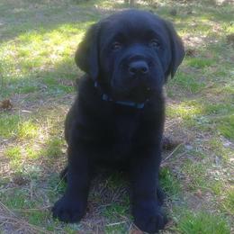 Waffles (Dark Blue Collar) - Black male Labrador Retriever puppy in Prince George, Virginia from Kingdom Kenelz Labradors
