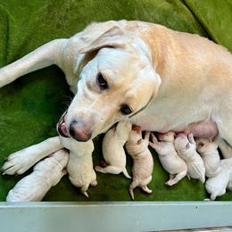 Labrador Retriever puppies from Thistle Hill Labradors