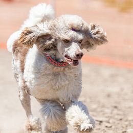 Poodles from Cherry Creek Standards