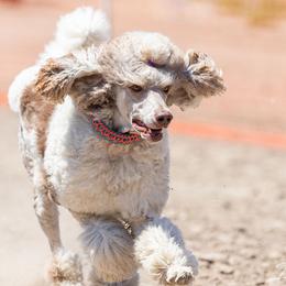 Poodles from Cherry Creek Standards