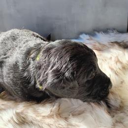 Jet - Black male Labradoodle puppy in Apache Junction, Arizona from Loving Doodle