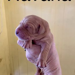 Havana - Yellow female Labrador Retriever puppy in Mineral, Virginia from Canine Assist