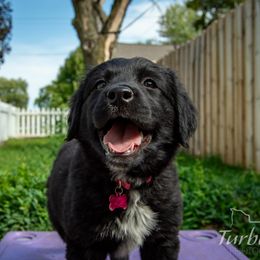 Border Collie, Golden Retriever, and Sporty Mix Puppies from Turbo Border Collies & Coltrievers