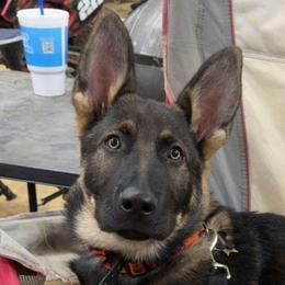 OLDER TRAINED PUP - Red Collar - Felix - Sable male German Shepherd puppy in Augusta, West Virginia from Cricket Hollow Canines