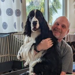 English Springer Spaniel Puppies from Darkover English Springer Spaniels