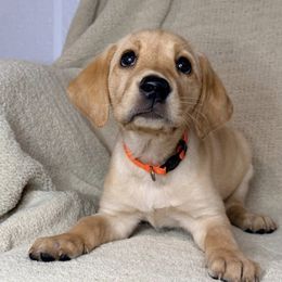 Girl 1 - Yellow female Labrador Retriever puppy in Haynesville, Virginia from Red Tide Retrievers