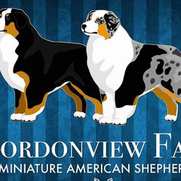 Miniature American Shepherds from Gordonview Farm