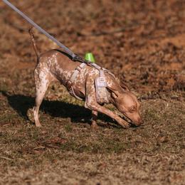American Hairless Terriers from Fable American Hairless Terrier