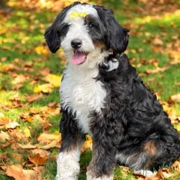 Amy - Bernedoodle