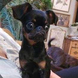 Georgie - Brussels Griffon
