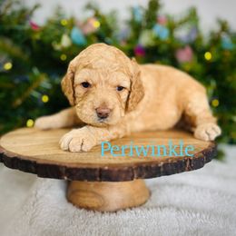 Periwinkle - Cream female Goldendoodle puppy in Smithville, Tennessee from Gingerdoodles