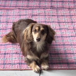 Copper - Dachshund