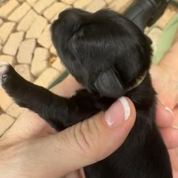 Réglisse Black boy tan collar - Black male Miniature Schnauzer puppy in Temple, Texas from Schnauzers Of Taylor