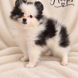 Hoops - Black and tan parti female Pomeranian puppy in Sandia, Texas from Broken Arrow Poms