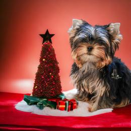 Yorkshire Terrier Puppies from Essence of Grace Yorkies