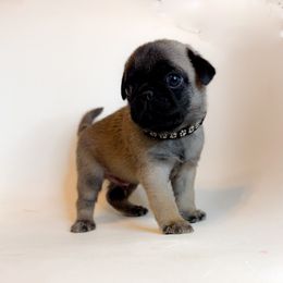 Fritz - Black Collar - Silver male Pug puppy in Hereford, Arizona from Broken Road Ranch Pugs