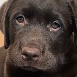 Labrador Retriever Puppies from Montview Labradors