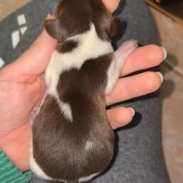 Billy - Piebald male Dachshund puppy in Goldthwaite, Texas from Mini Mama Dachshunds