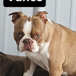 Vance - Boston Terrier