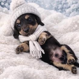 Obsidian - Black and cream male Dachshund puppy in Alexander, North Dakota from Wild Rose Ridge Doxies