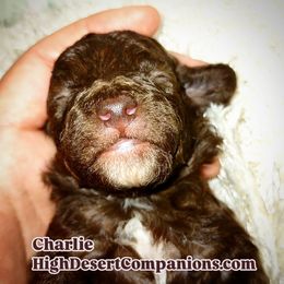 Aussiedoodle, Poodle, and Toy Australian Shepherd Puppies from High Desert Companions