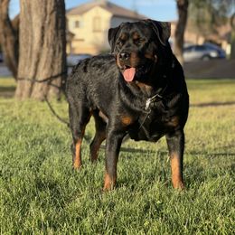Daisy - Rottweiler