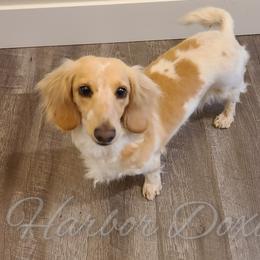 Roxi - Dachshund