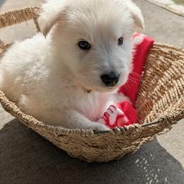 German Shepherd Puppies from Haven Farm
