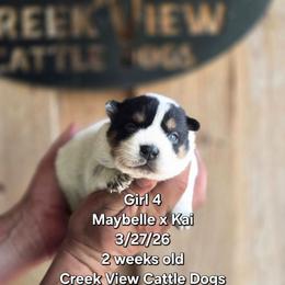 Girl 4 - Blue female Australian Cattle Dog puppy in Monroe, North Carolina from Creek View Cattle Dogs