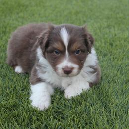Australian Shepherd Puppies from FaithsAussies